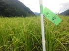 他の写真2: 辨天娘　純米生酛玉栄23番娘　29BY 1800ml 太田酒造場