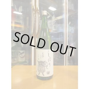 画像: 初桜　純米生酒しぼりたて　R6BY 1800ml 安井酒造場 